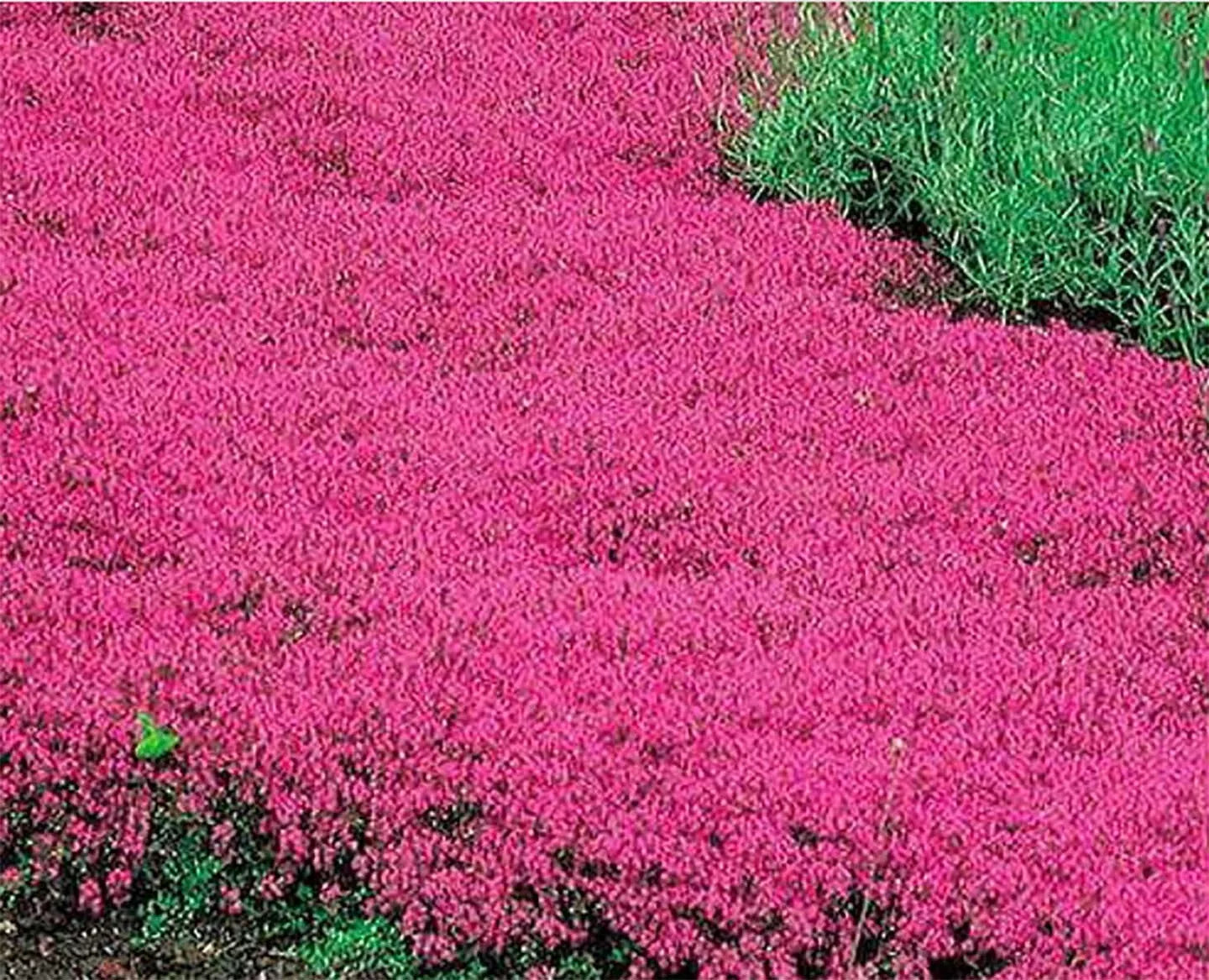 Creeping Thyme Seeds 600 Count Scarlet Red Ground Cover Perennial for Rock Gardens, Borders, Pathways Thymus serpyllum