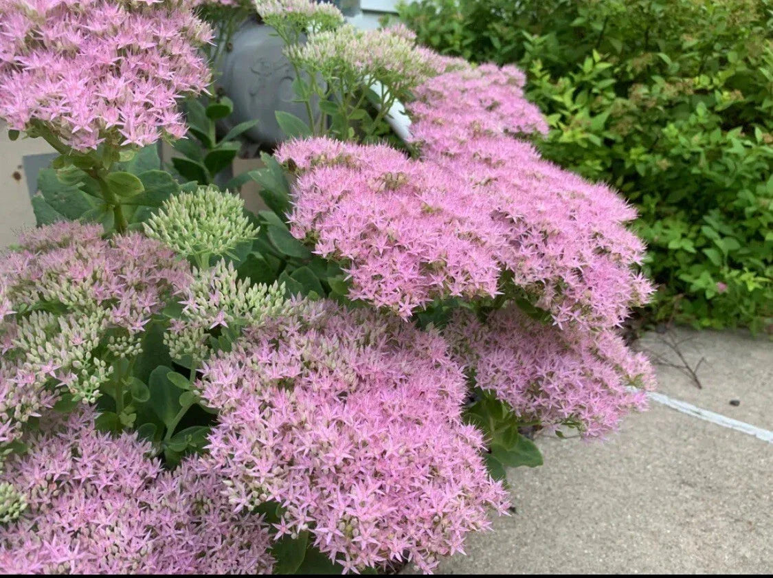 Sedum Cutting Autumn Joy | 1pc Hardy Succulent Plant | Stonecrop for Garden, Landscaping & Easy Care