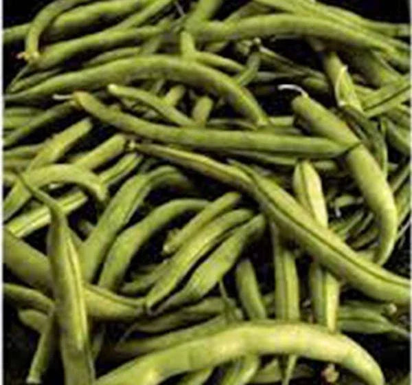 Heirloom Commodore Bush Bean Seeds – Non-GMO, Organic Green Beans, 50+ Pack, Phaseolus vulgaris, Compact Bush Growth, Easy to Grow