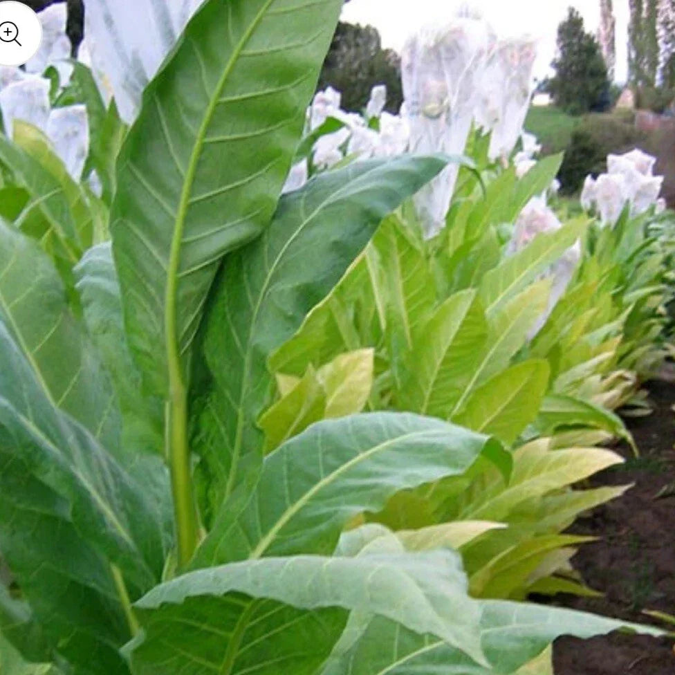 Golden Burley Tobacco Seeds - 1,000+ Organic Heirloom Nicotiana tabacum Seeds for Garden Cultivation