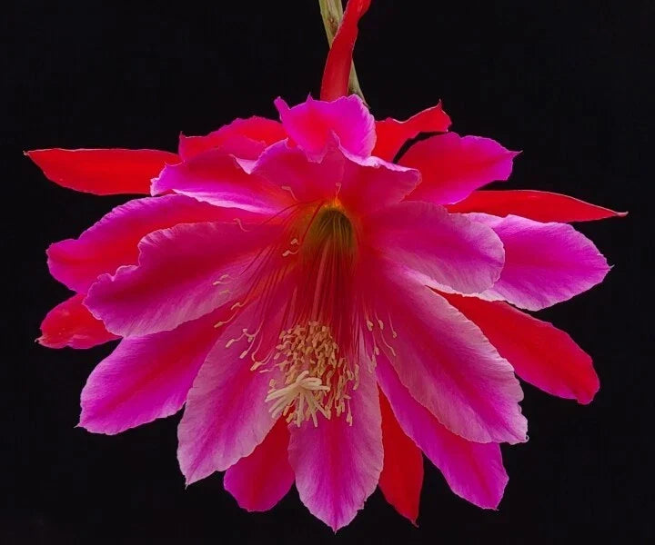 Epiphyllum 'Norwood' Unrooted Cutting – Rare Orchid Cactus Houseplant – Exotic Indoor Plant – Unique Blooming Cactus Cutting