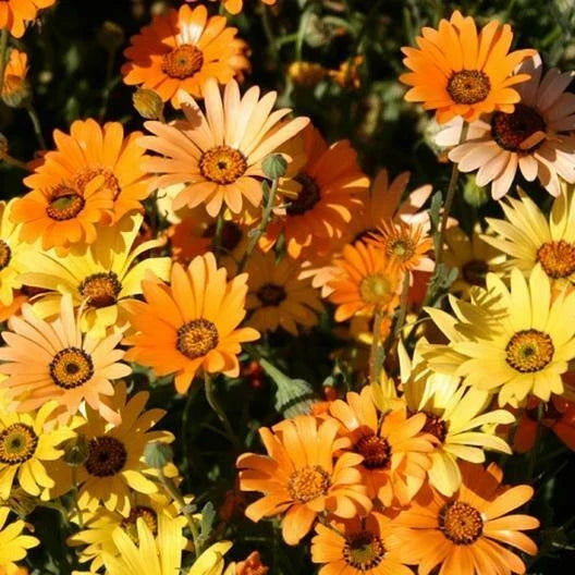 African Dwarf Orange Daisy Seeds - 200 Non-GMO Heirloom Arctotis hybrid Annual for Meadow, Border & Container Planting
