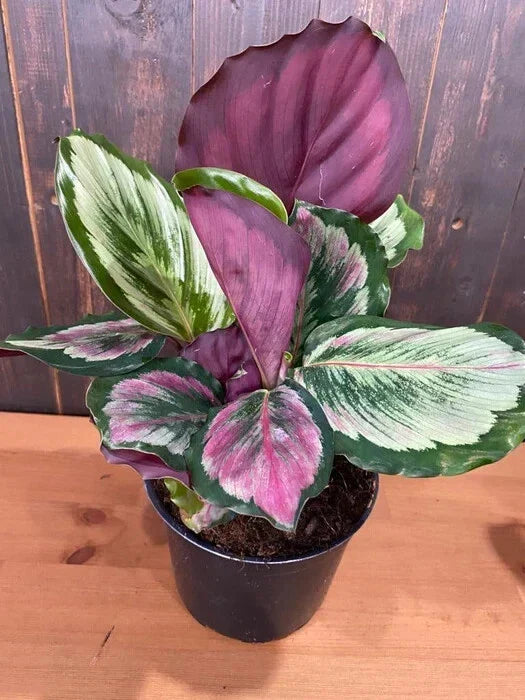 Eclipse Calathea Seeds - 25+ for Indoor & Outdoor Gardening - Calathea orbifolia Tropical Foliage Seeds