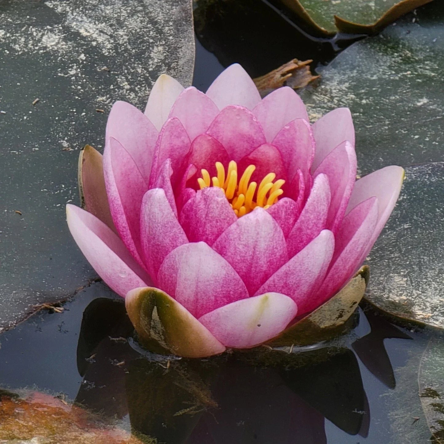 Pink Flowering Pond Lily Root Ball – 2 lbs Nymphaea spp. Freshwater Garden Pond Plant from USA