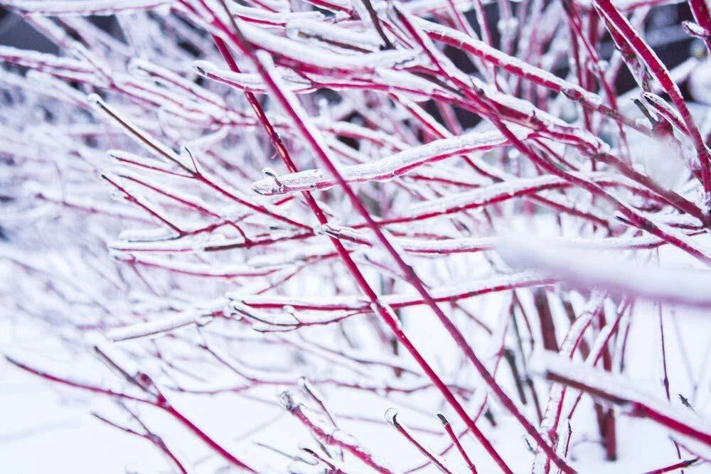 Red Dogwood Cuttings - 8 Pack, Easy to Grow, No Roots, Cornus florida - Vibrant Red Stems for Garden and Landscape