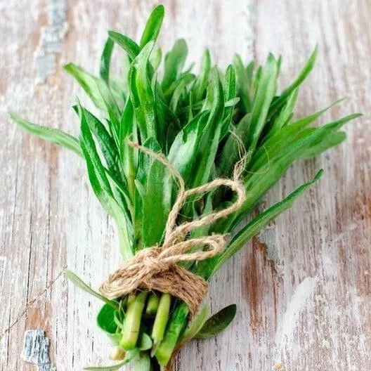 Tarragon Seeds - Herb Seeds - Artemisia dracunculoides - Non-GMO, Premium Quality, Indoor & Outdoor Gardening