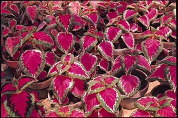Coleus Seeds - 40 Fresh Color Pride Seeds - Plectranthus scutellarioides - Vibrant Foliage for Indoor/Outdoor Gardening
