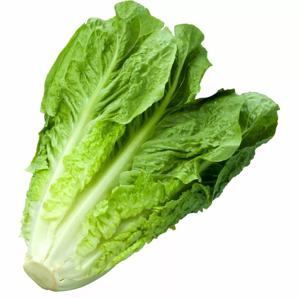 Parris Island Romaine Lettuce Seeds | Non-GMO Heirloom Variety for Home Gardening | Lactuca sativa | 1200+ Seeds