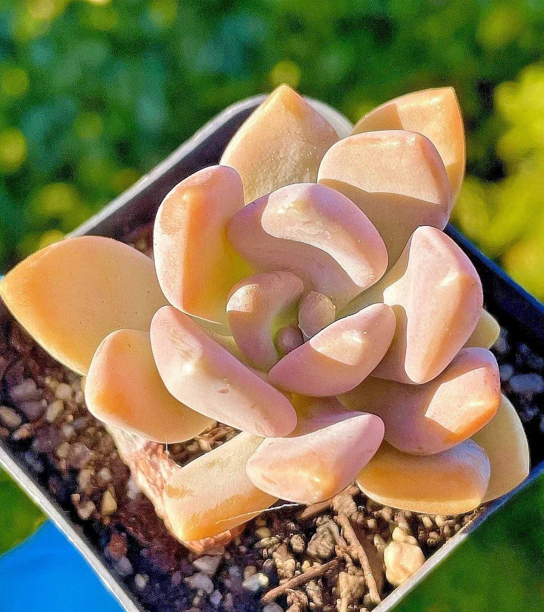 Rare Succulent Baby Plant 1.5-Inch Graptophytum 'Supreme' Orange-Pink Color - Fully Rooted Live Plant for Collectors
