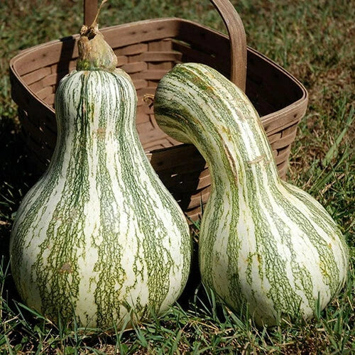 Cushaw Green Striped Pumpkin Seeds | Heirloom Non-GMO Organic Vegetable Seeds | Cucurbita mixta