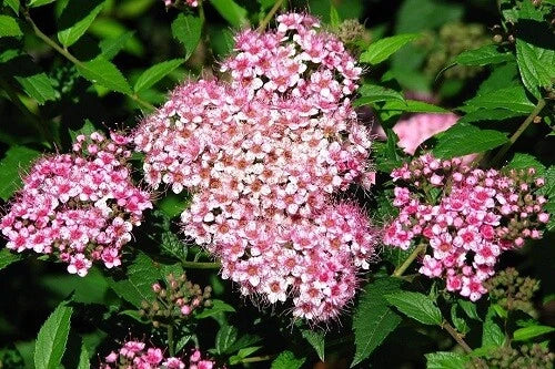 Dwarf Pink Spiraea Seeds - 100 Perennial Flowering Shrub - Spiraea japonica 'Little Princess' - Easy to Grow Garden Plant