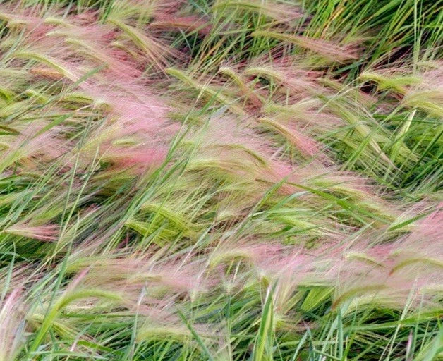 Foxtail Barley Seeds - Hordeum Jubatum Ornamental Grass - 25+ Pack for Garden, Landscape, Borders