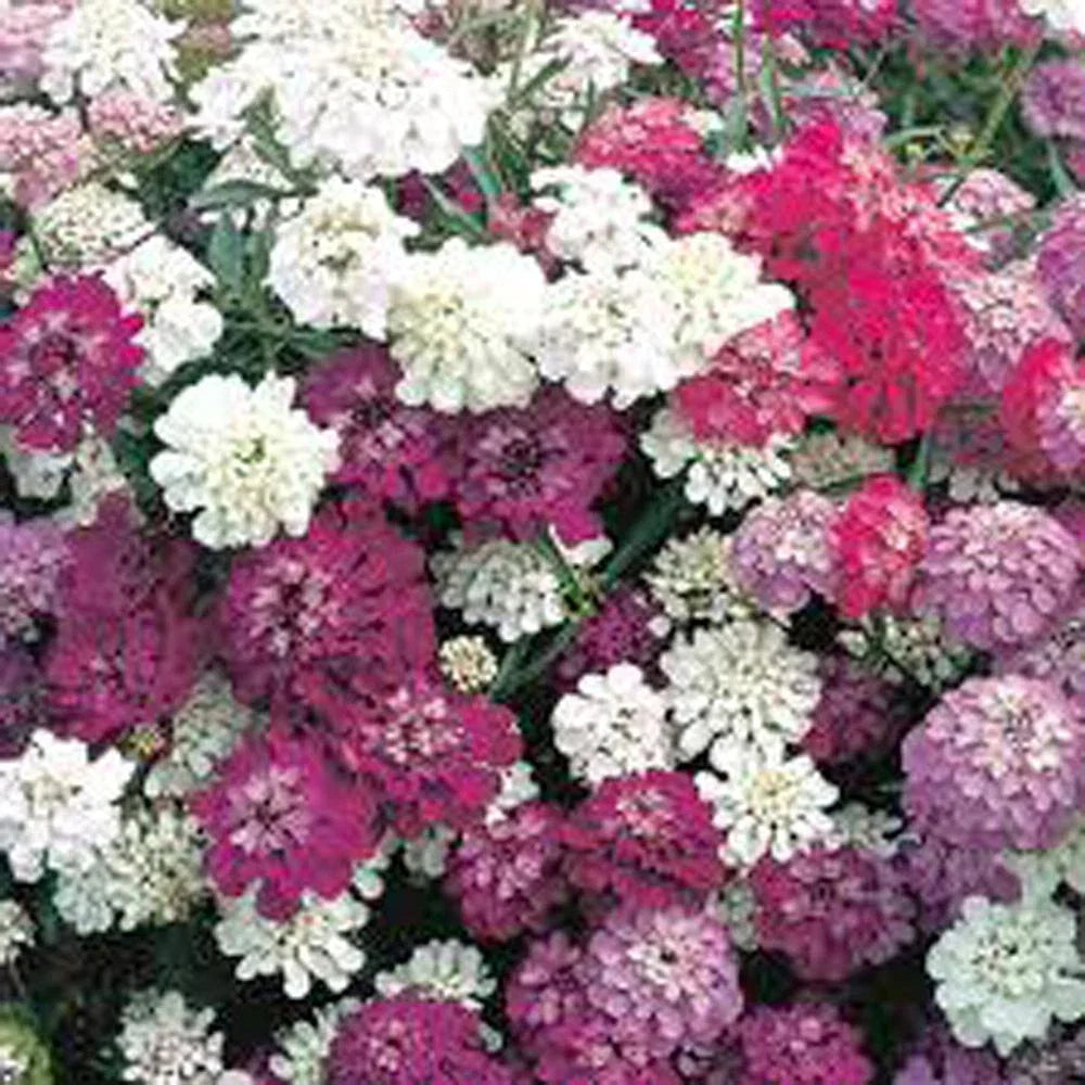 Dwarf Candytuft Seeds Fairy Mix 50+ Pink Lavender White Flowers Iberis sempervirens for Borders & Pollinators