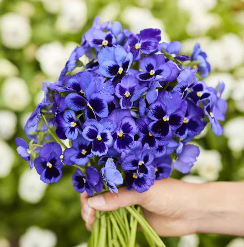 Pansy Seeds - 200 Non-GMO Swiss Giants Ullswater Cobalt Blue Viola tricolor var. hortensis for Cool Weather Gardening