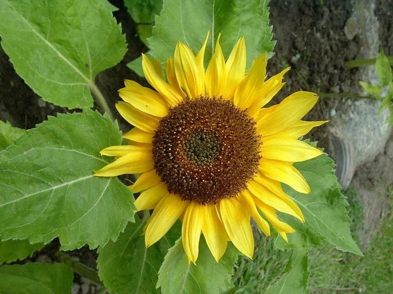 Sunflower Seeds - Big Smile Variety - Helianthus annuus - Bright Yellow Flowers for Garden, Pollinator Attracting, Non-GMO Seed Packet