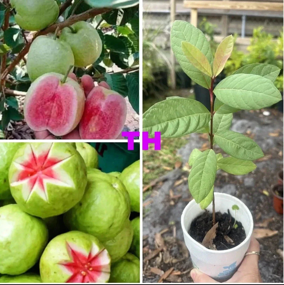 Ruby Red Guava Tree Live Plant 12-15" Tropical Fruit Psidium guajava - Sweet Flavor, Easy to Grow, Ideal for Container Gardening