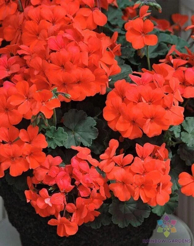 Caliente Orange Geranium Seeds - Pelargonium x hortorum - Vibrant Orange Annual Flower Pack for Garden, Container, and Border Planting