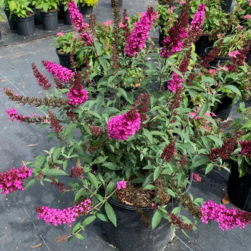 Raspberry Buddleia Starter Plant 2–4 Inches Butterfly Bush Buddleja davidii for Pollinators