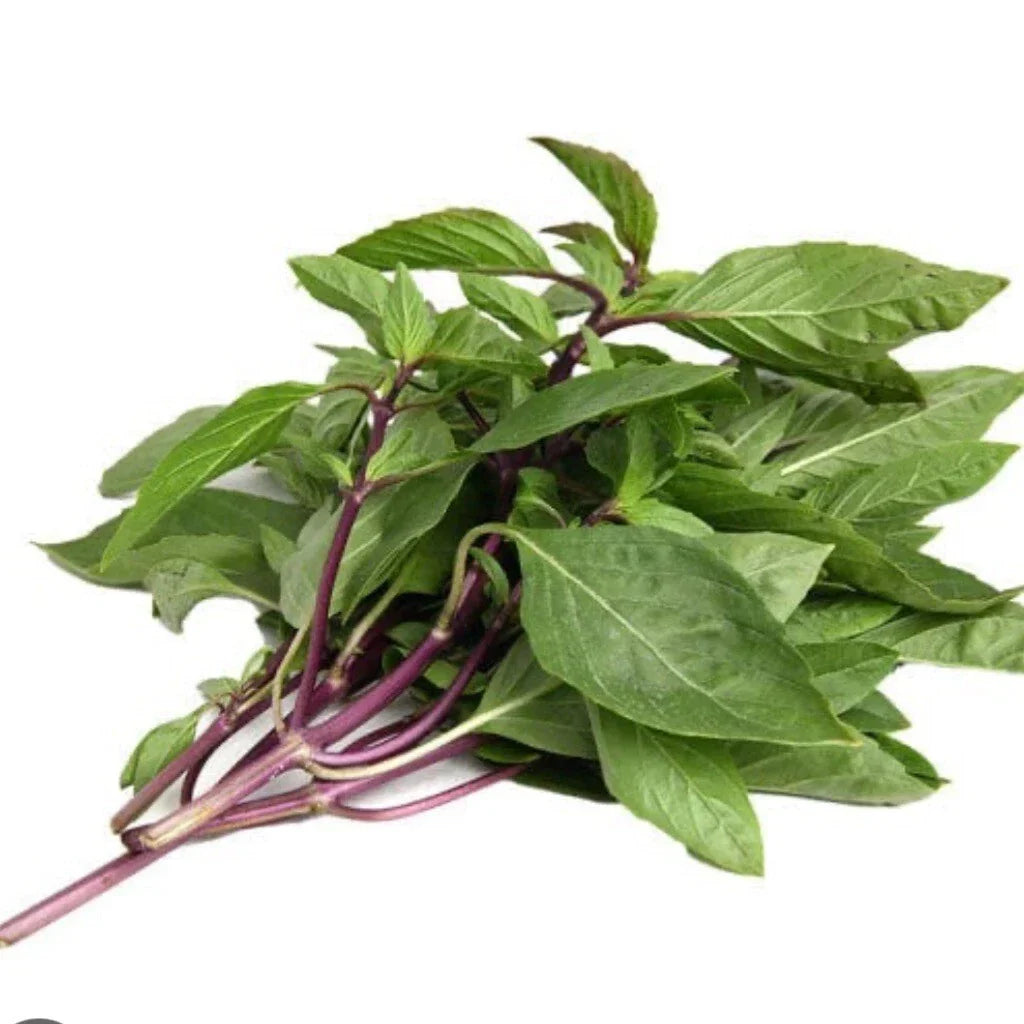 Thai Basil Seeds - 100+ Heirloom Organic Non-GMO Seeds - Ocimum basilicum var. thyrsiflora for Culinary Gardens