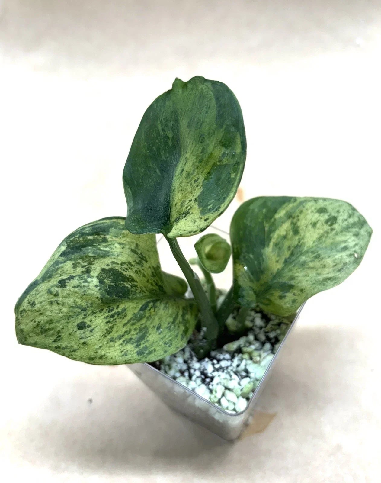 Rooted Plant Cutting - Scindapsus Jade Satin Marble - Epipremnum aureum - Indoor Houseplant for Low Light & Air Purification