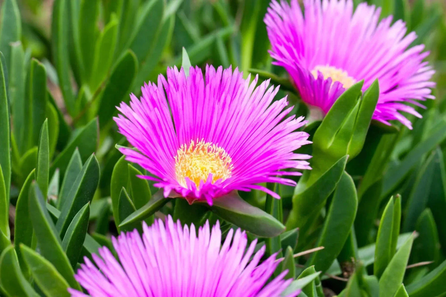 30 pcs Live Ice Plant Cuttings for Rooting – Drought-Tolerant Ground Cover Delosperma spp. for Gardens and Landscaping