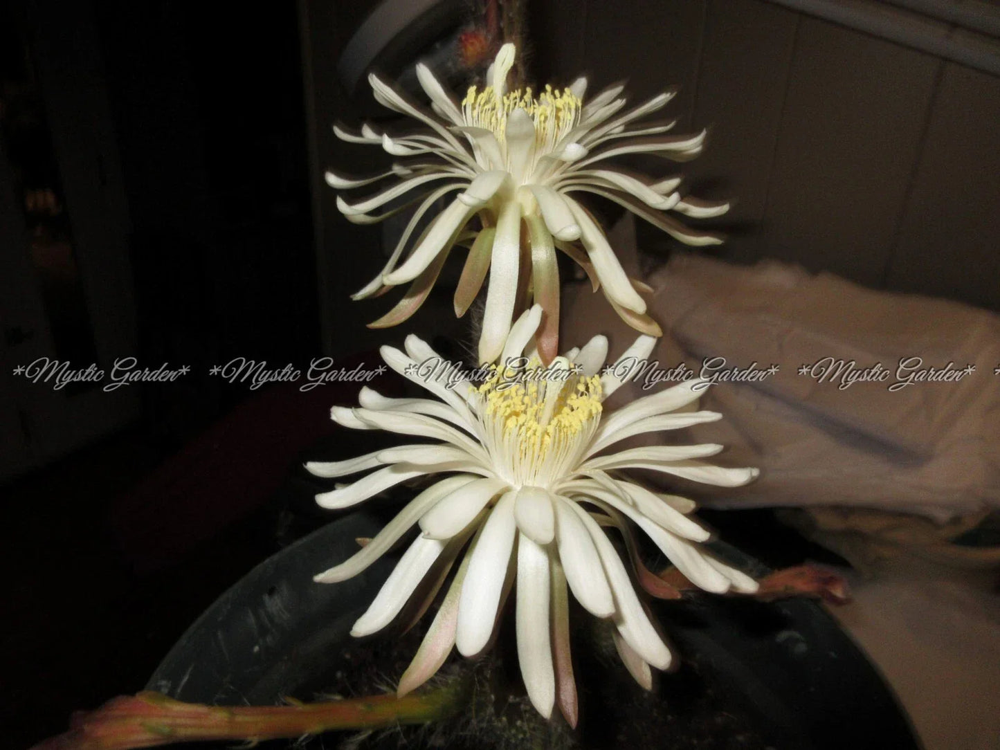 Peniocereus greggii Succulent Pups - Rare Desert Cactus Variety for Indoor & Garden Collection