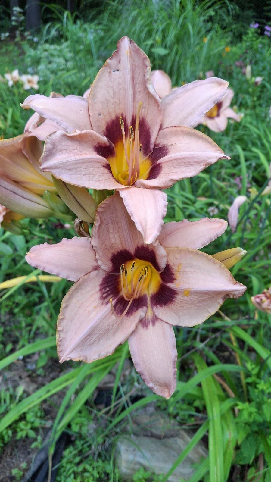 Daylily Starter Plant Bare Root – Hemerocallis 'Classic Caper' – Perennial Flowering Plant for Gardens and Borders