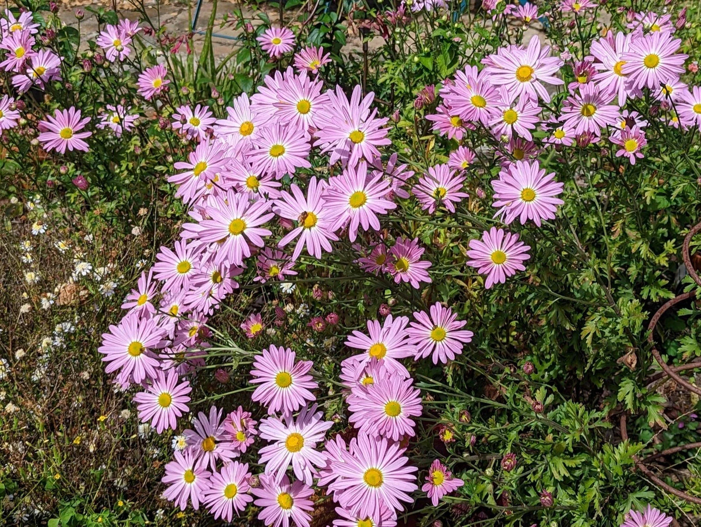 Pink Ryans Mums Roots – Live Chrysanthemum x morifolium Perennial Plants with Vibrant Pink Flowers for Garden Beds & Containers