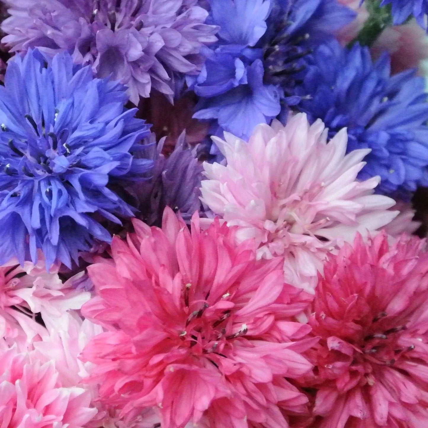 Cotton Candy Mix Tall Bachelor Button Seeds - Centaurea cyanus, Vibrant Pink, Blue & White Flowers, Easy to Grow, Pollinator Attractant