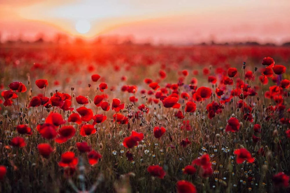 1000 Red Poppy Seeds for Planting, Exotic Papaver rhoeas Flower Seeds, Annual Garden Plant, Bulk Seed Pack