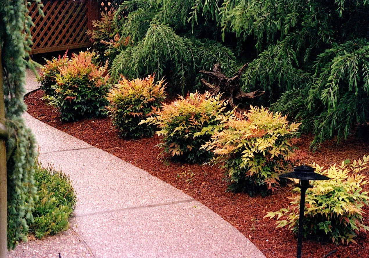 Dwarf Nandina Plants 2.5" Pots, 10 Live Nandina domestica, Compact Evergreen Shrubs for Gardens and Landscaping