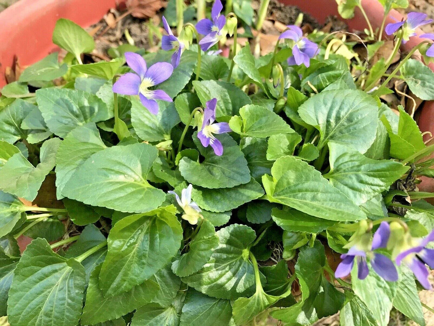 Purple Wild Violets Flower Bulbs – Viola sororia Perennial Bare Root Plants, Easy to Grow Garden Flowers, 100 Pack
