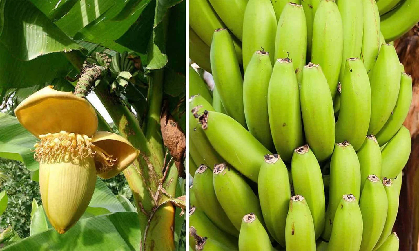 Cold Hardy Banana Tree Starter Plant, Musa basjoo, Tropical Indoor/Outdoor, Small Rooted Plant for Cold Climates