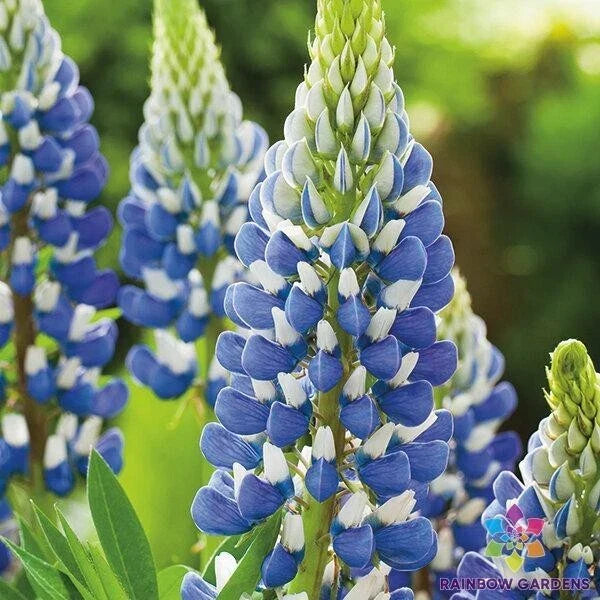 Russell Blue Lupine Seeds - 25+ Pack, Blue Flowering Perennial, Lupinus polyphyllus, Garden Seeds for Borders, Pollinator Attracting