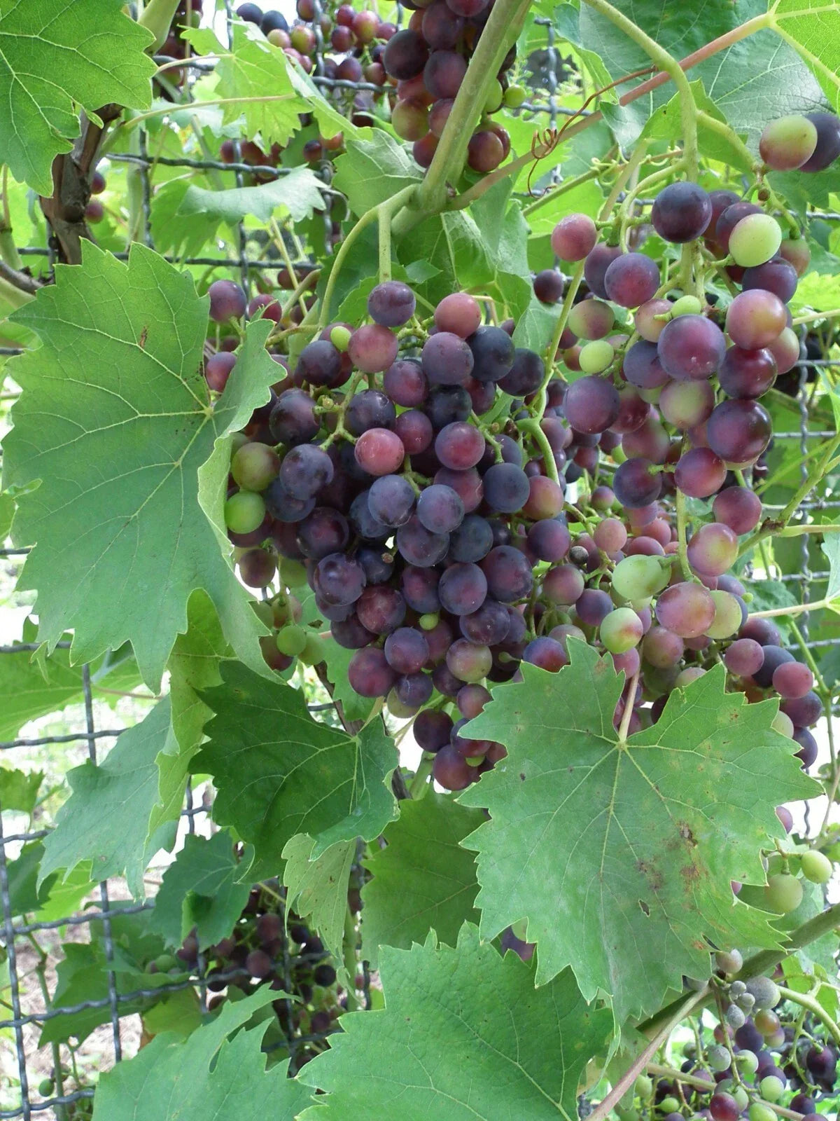 Wine Grape Seeds Pack – Vitis vinifera – Premium Quality for Home Garden and Vineyard Cultivation