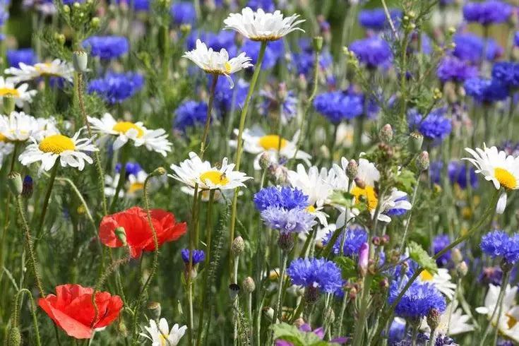 Red, White & Blue Wildflower Seed Mix – 1000+ Drought-Resistant Pollinator Attracting Seeds for Gardens & Meadows