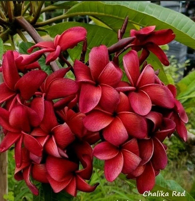 Red Plumeria Plant in 2.5 Inch Pot, Fragrant Tropical Flower, Chalka Rooted (Plumeria spp.)