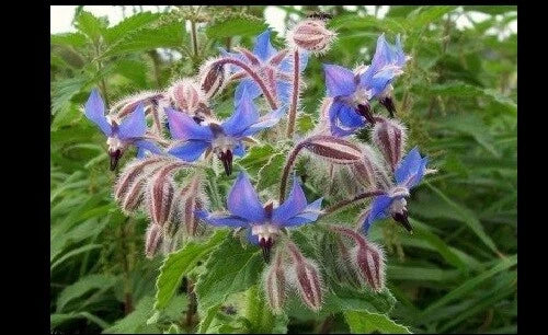 Bulk Borage Seeds 640 Count | Borago officinalis Herb for Pollinators & Edible Flowers