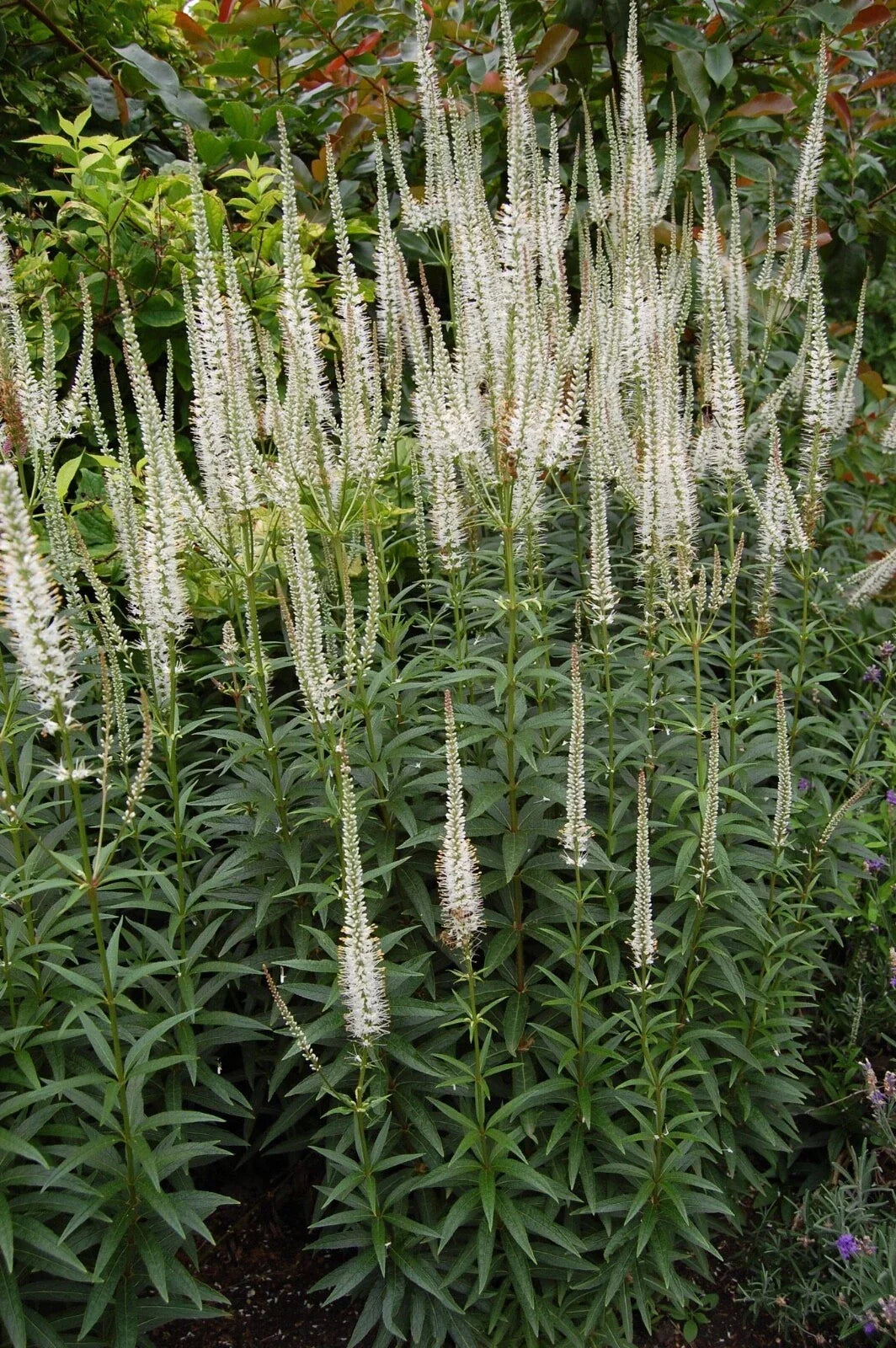 Culver's Root Live Starter Plant - Veronicastrum virginicum - Perennial Flowering Plant - Lavender-Blue Blooms