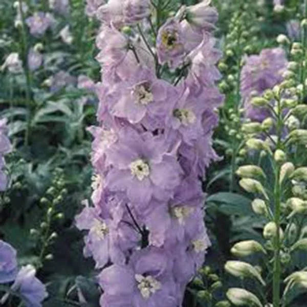 Giant Imperial Larkspur Seeds - Over 1000 Delphinium elatum for Cutting & Garden, Vibrant Blue, Purple & White, Easy to Grow