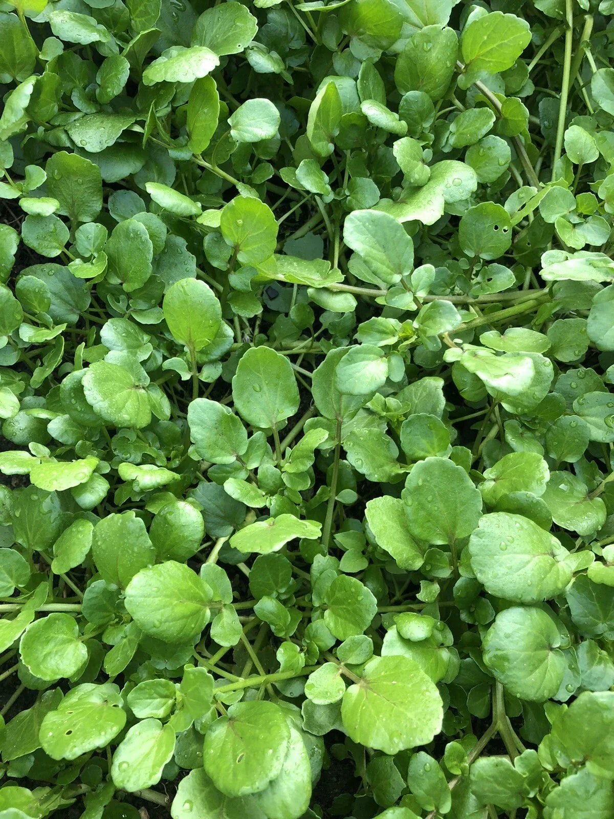 Watercress Live Plant with Roots for Aquariums, Edible Vegetable, Nasturtium officinale, Fresh Aquarium Plant for Aquascaping