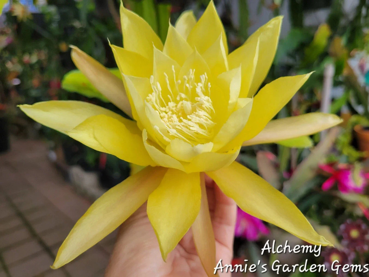 Epiphyllum Cuttings 8-10 Inches Alchemy Variety Unrooted Epiphyllum spp. for Propagation and Blooming