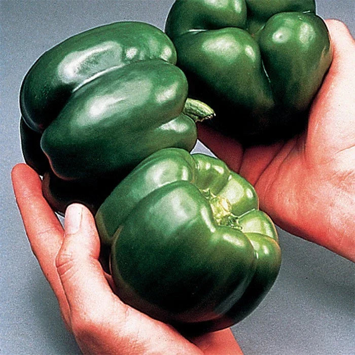 California Wonder Bell Pepper Seeds Pack of 30+ Non-GMO Heirloom Capsicum annuum for Home Garden and Container Growing