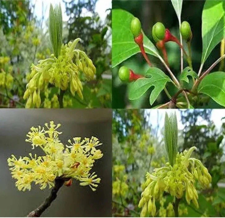 Sassafras Tree 3-4ft Tall | Ready to Plant | Landscaping Tree | Sassafras albidum | Ornamental Shade Tree