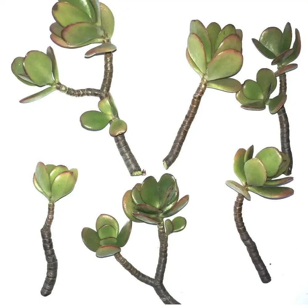Jade Succulent Cuttings 2/ea Fresh | Fast Growing, Easy to Root | Crassula ovata