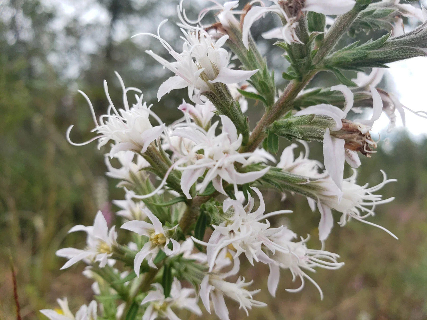 Elegant Blazingstar Seeds 25 Pack | White Flowering Gayfeather Liatris elegans Perennial for Borders & Wildflower Gardens