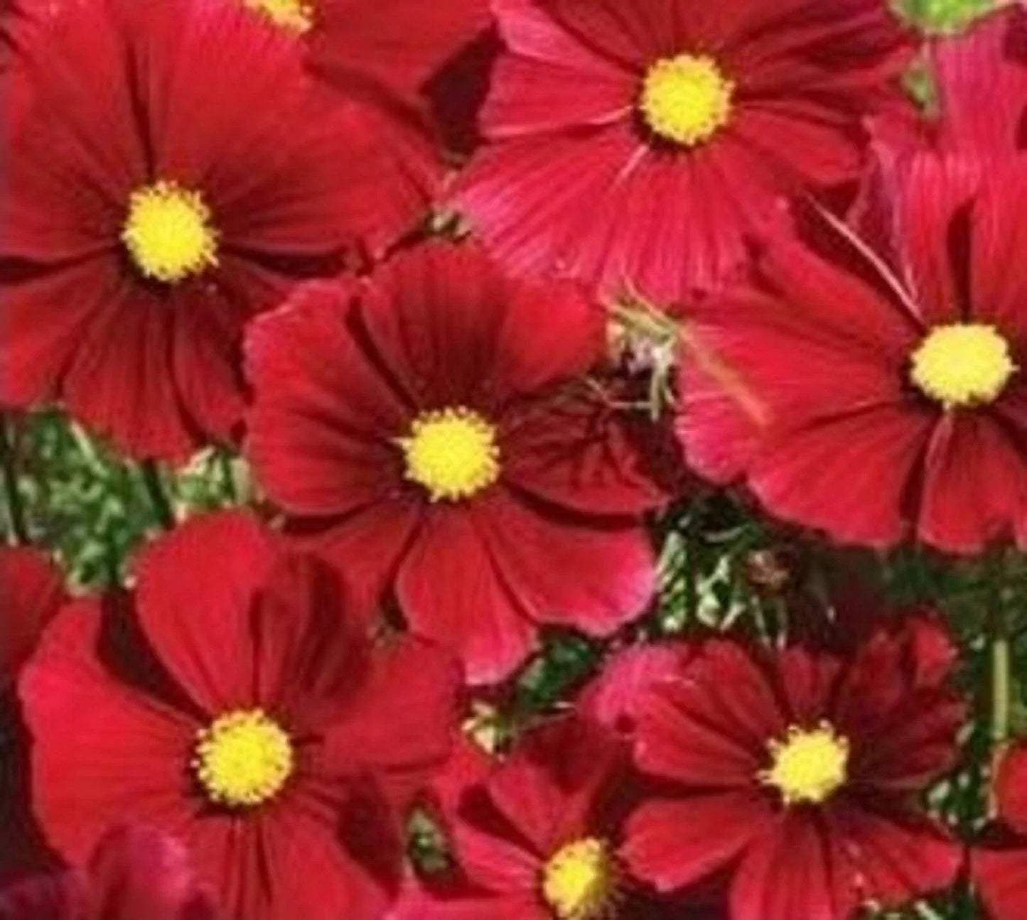Cosmos Dazzler Flower Seeds - 100+ Colorful Annuals for Garden, Cosmos bipinnatus, Easy to Grow, Butterfly & Bee Attractant, Full Sun