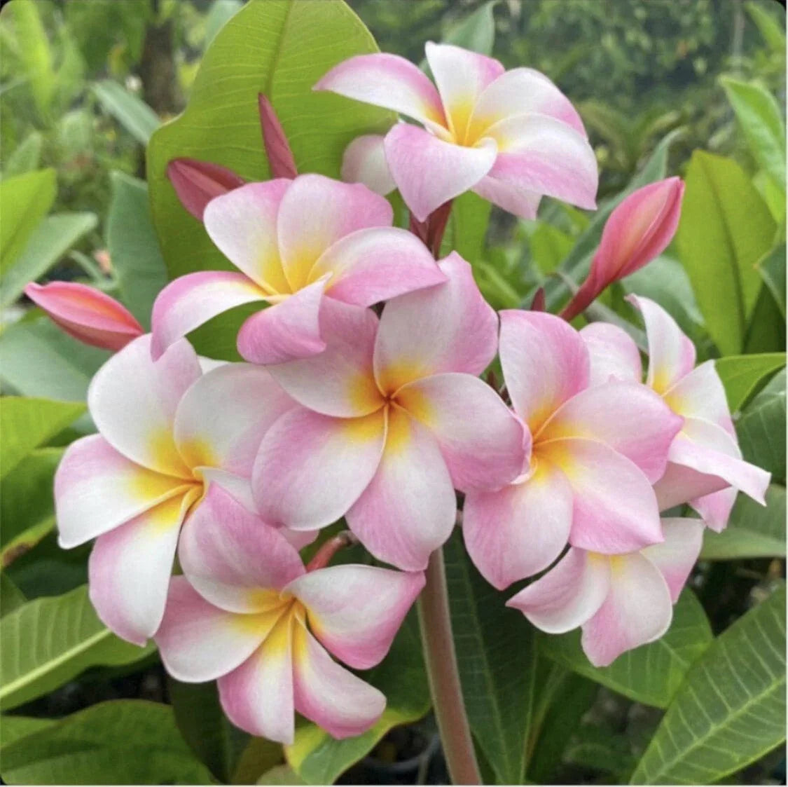 Rooted Plumeria Cutting - Moir Pink, 12" Frangipani Plant, Tropical Garden, Indoor & Outdoor, Plumeria rubra