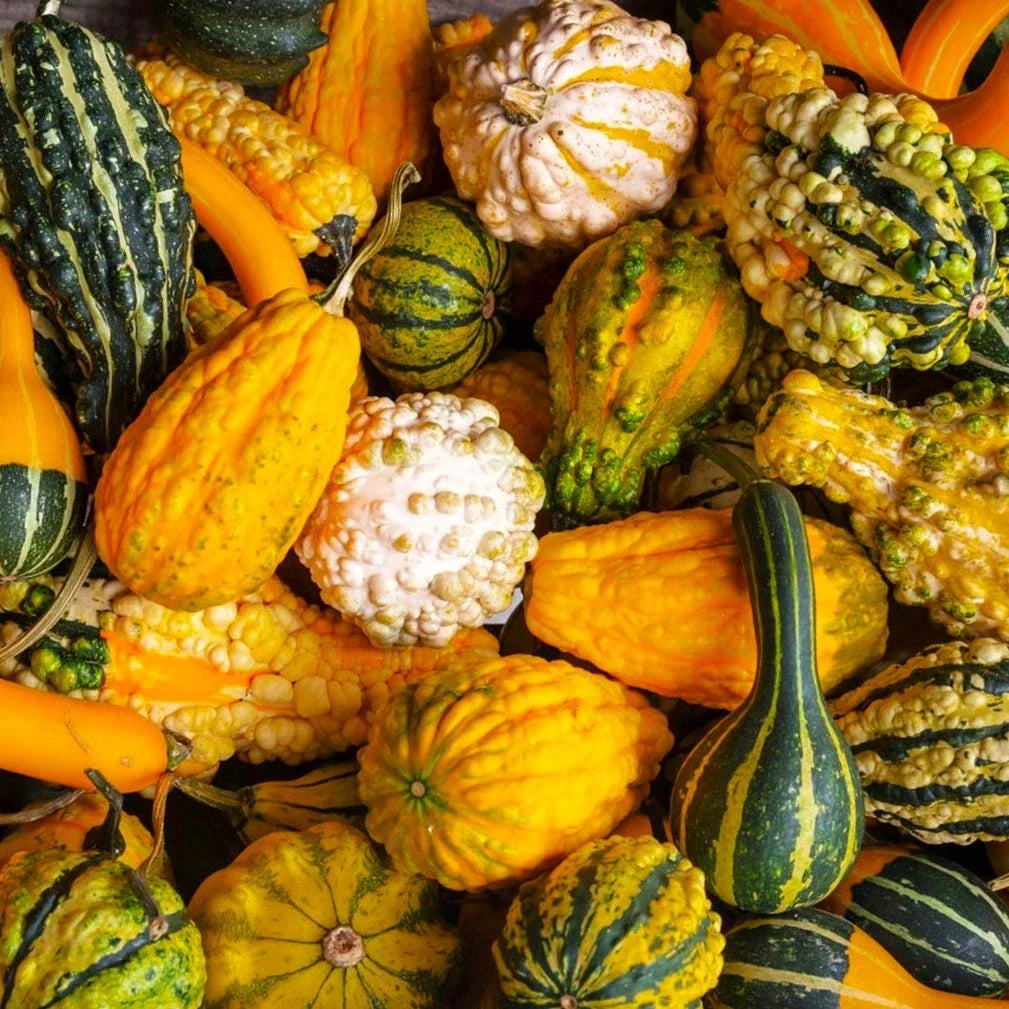 Small Warted Indy Mix Ornamental Gourd Seeds – Miniature Decorative Gourds for Fall, Crafting & Garden | Cucurbita pepo