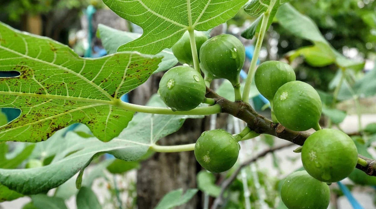 Sierra Fig Seeds Pack - 100+ Ficus carica Fruit Tree Seeds for Garden Planting, Non-GMO, USA Grown, Deciduous Fruit Tree